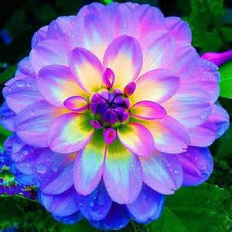 Flower vary Colors