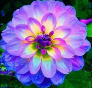 Flower vary Colors