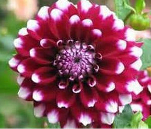 Flower vary Colors