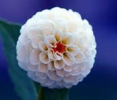 Flower vary Colors