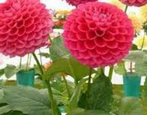 Flower vary Colors
