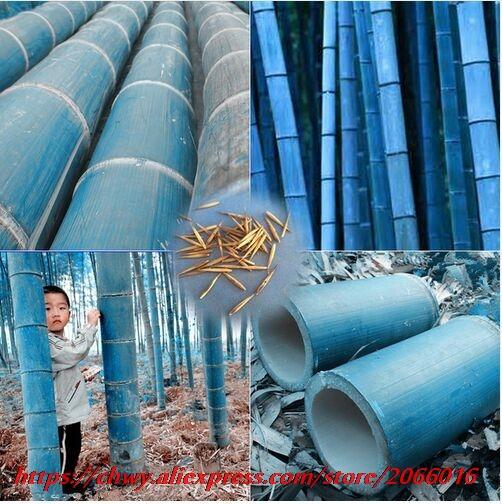 rare blue bamboo seeds, decorative garden