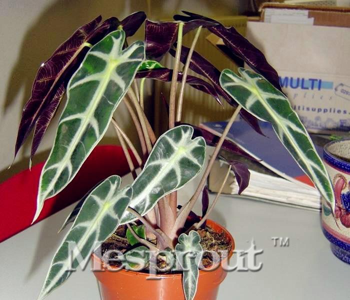 New Home Garden Plant Black Leaf Alocasia Seeds