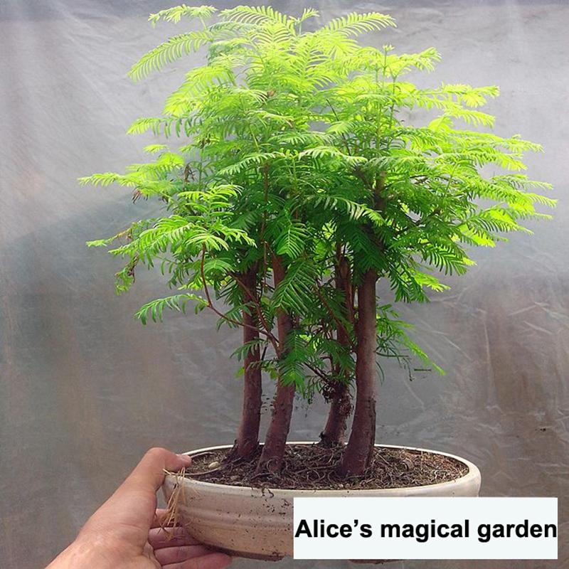 100 pcs / pack Dawn Redwood Bonsai Tree Grove