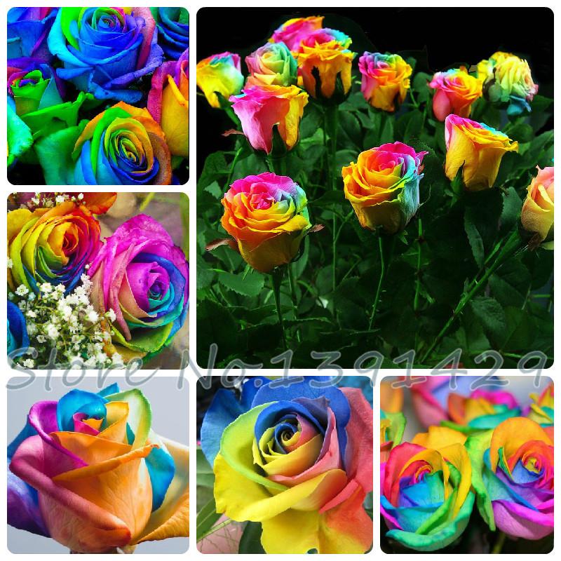 Rare Holland Rainbow Rose Flower Lover Multi-color Plants Home Garden